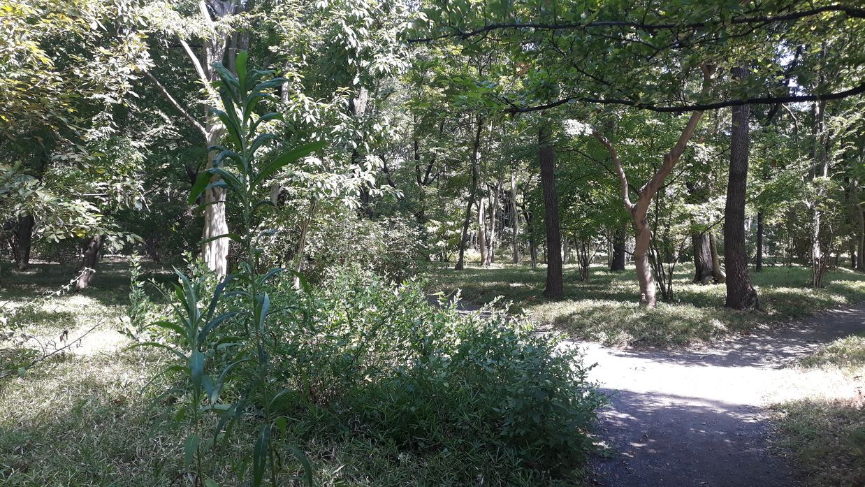 Wald