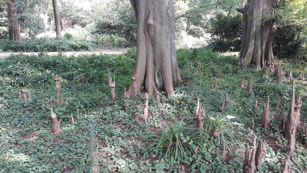 Bald Cypress