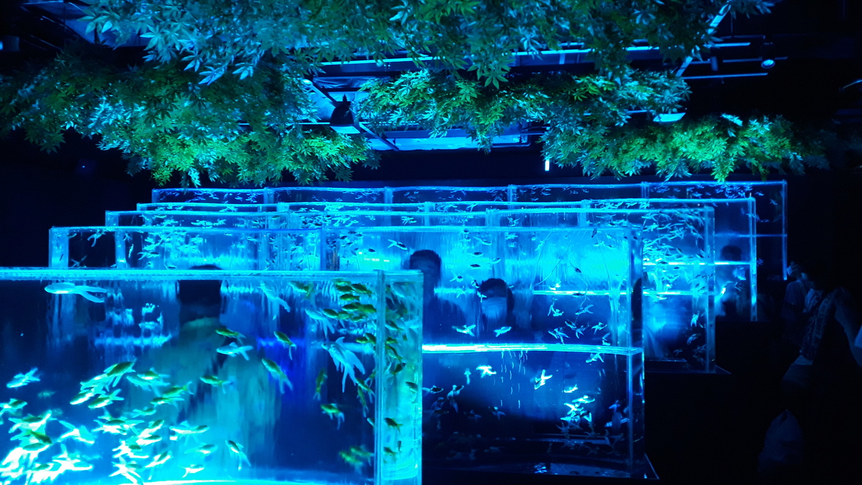 aquarium