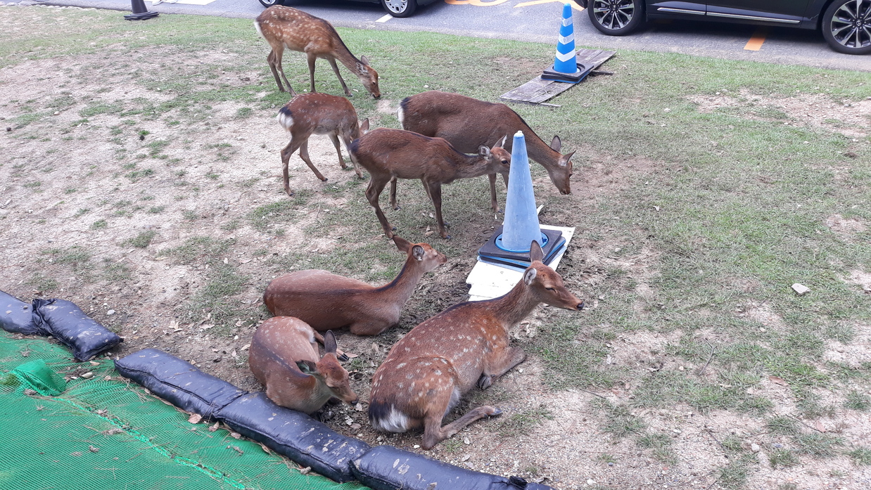 tiere